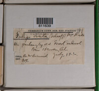 Fuligo septica image